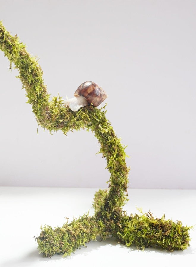 Begeterday Bendable Pet Snail Climbing Toys, Ideal Snail Terrarium Accessories, Nice for Pet Snails That Like to Climb，12 Inch - Image 2